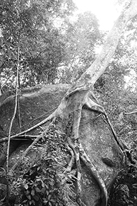 Tree growing on a rock, Tai Po Kau Nature Reserve,  19 February 2017