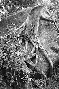 Tree growing on a rock, Tai Po Kau Nature Reserve, 19 February 2017