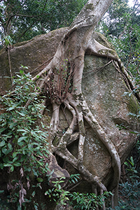 Tree growing on a rock, Tai Po Kau Nature Reserve, 19 February 2017