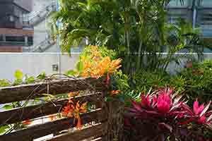 Plants on the campus of the University of Hong Kong, Pokfulam, 22 February 2017