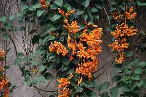 Firecracker vine, Bowen Road, Wanchai, 5 February 2017
