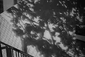Shadow of trees, Sheung Wan, Hong Kong Island, 18 March 2017