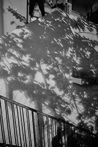 Shadow of trees, Sheung Wan, Hong Kong Island, 18 March 2017