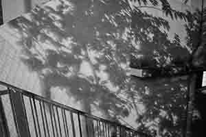 Shadow of trees, Sheung Wan, Hong Kong Island, 18 March 2017