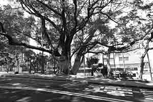 Shadows of trees, Victoria Road, Kennedy Town, 2 March 2017