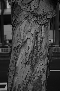 A tree near Man Kwong Street, Central, Hong Kong Island, 14 April 2017