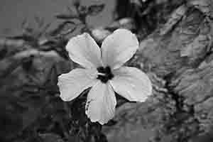 A flower, Man Kwong Street, Central, 14 April 2017