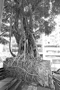 Tree with exposed roots, Monmouth Path, Wanchai, 20 April 2017