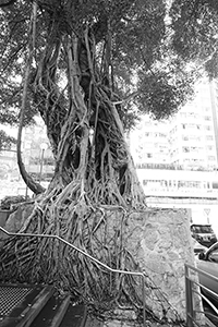 Tree with exposed roots, Monmouth Path, Wanchai, 20 April 2017