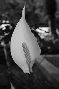 Flower, Admiralty, 20 April 2017