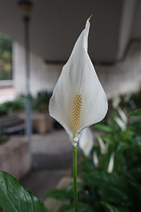 Flower, Admiralty, 20 April 2017