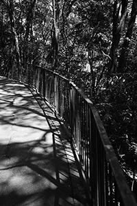 Shadows on a hiking path, Lung Fu Shan, 2 April 2017