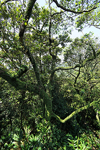 Trees, Lung Fu Shan, 2 April 2017