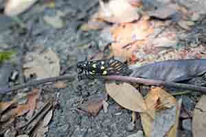 Cicada, Hong Kong Trail, Aberdeen Country Park, Hong Kong Island, 2 April 2017