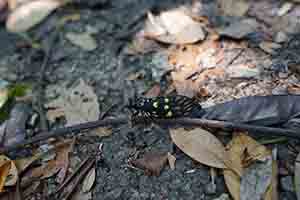Cicada, Hong Kong Trail, Aberdeen Country Park, Hong Kong Island, 2 April 2017