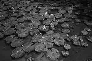 Lotuses in the lily pond, University of Hong Kong, Pokfulam, 3 April 2017