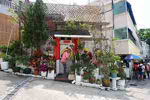 Plants outside a building, Cheung Chau, 4 April 2017