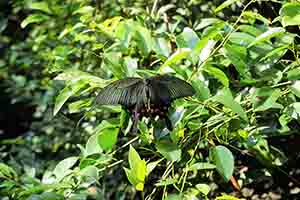 Chinese Peacock Swallowtail Butterfly, The Peak, 11 June 2017
