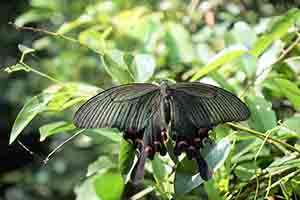 Chinese Peacock Swallowtail Butterfly, Harlech Road, The Peak, 11 June 2017