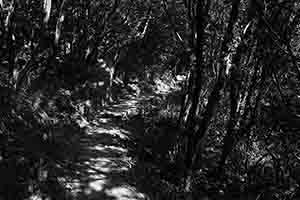 Light and shadow on a trail, Pokfulam Country Park, Hong Kong Island, 11 June 2017
