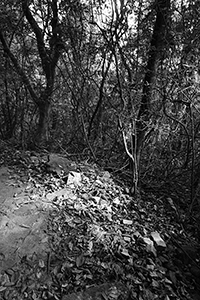 Light and shadow on a trail, Pokfulam Country Park, Hong Kong Island, 11 June 2017