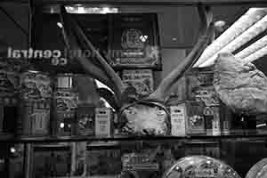 Chinese medicine shop window display, Sheung Wan, 23 June 2017