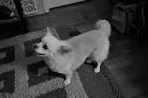 Dog in a friend's home in Tai Hang, 30 June 2017