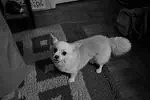 Dog in a friend's home in Tai Hang, 30 June 2017