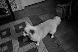 Dog in a friend's home in Tai Hang, 30 June 2017