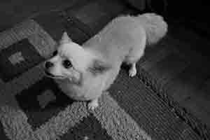 Dog in a friend's home in Tai Hang, 30 June 2017