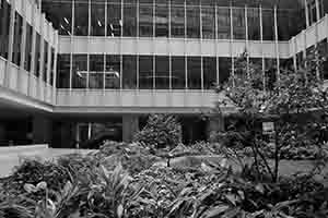 Plants, University of Hong Kong campus, Pokfulam, 17 July 2017