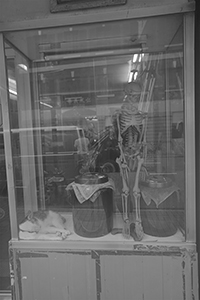 Reflections on a window display with a sleeping cat, Sheung Wan, 10 August 2017