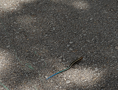 Lizard, Tai Tam Country Park, 13 August 2017