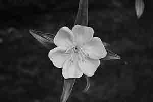 Flower, Tai Tam Country Park, 13 August 2017
