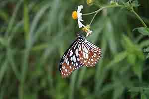 Blue Tiger Butterfly, Tai Tam Country Park, 13 August 2017