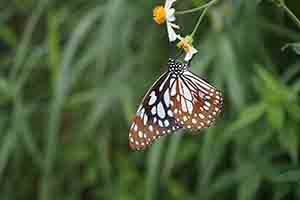 Blue Tiger Butterfly, Tai Tam Country Park, 13 August 2017