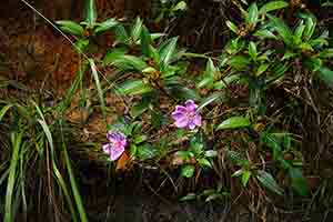 Flowers, Tai Tam Country Park, 13 August 2017