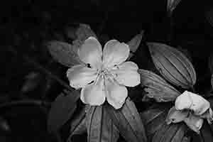 Flower, Tai Tam Country Park, 13 August 2017
