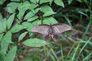 Spangle Swallowtail butterfly, Tai Tam Country Park, 13 August 2017