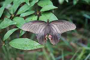 Spangle Swallowtail butterfly, Tai Tam Country Park, 13 August 2017