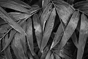 Leaves, Tai Tam Country Park, 13 August 2017