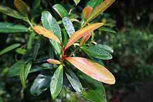 Plant, Tai Tam Country Park, 13 August 2017