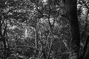 Trees, Tai Tam Country Park, 13 August 2017