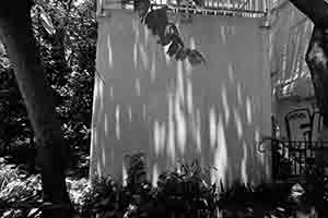 Tree shadows, Sheung Wan, 6 August 2017