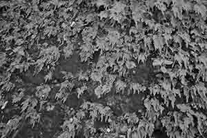 Plant growing on a wall, Lugard Road, the Peak, 6 August 2017