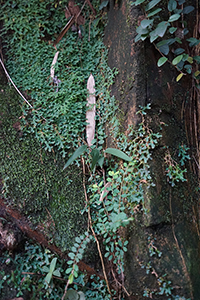 Plants growing on a rock, Lugard Road, the Peak, 6 August 2017