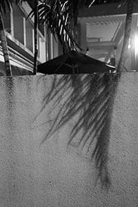 Shadows of leaves on a wall, Causeway Bay, Hong Kong Island, 12 September 2017