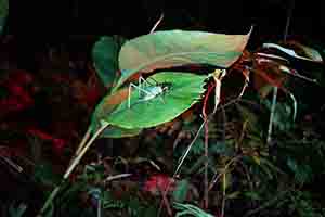 Insect, Tai Po Kau nature reserve at night, 23 September 2017