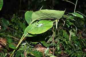 Insect, Tai Po Kau nature reserve at night, 23 September 2017