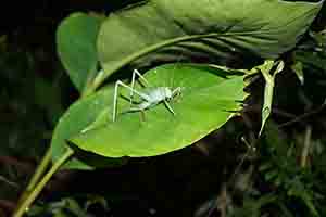 Insect, Tai Po Kau nature reserve at night, 23 September 2017